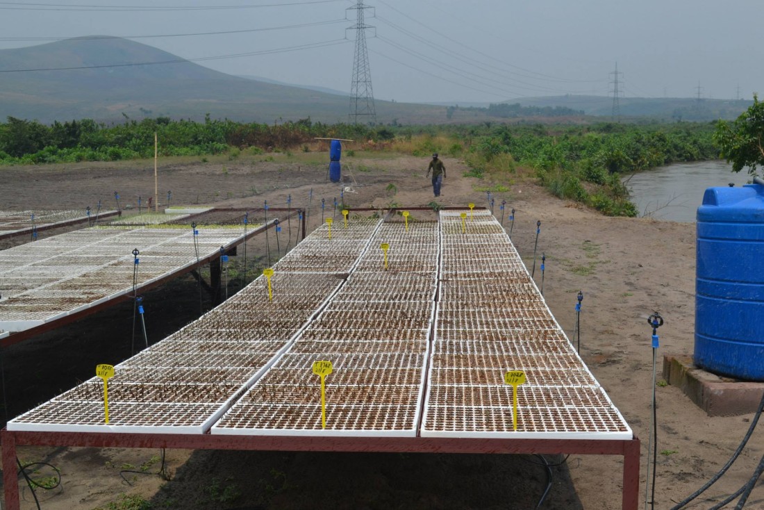 RDC – Agro-industrie – Kitoko Food