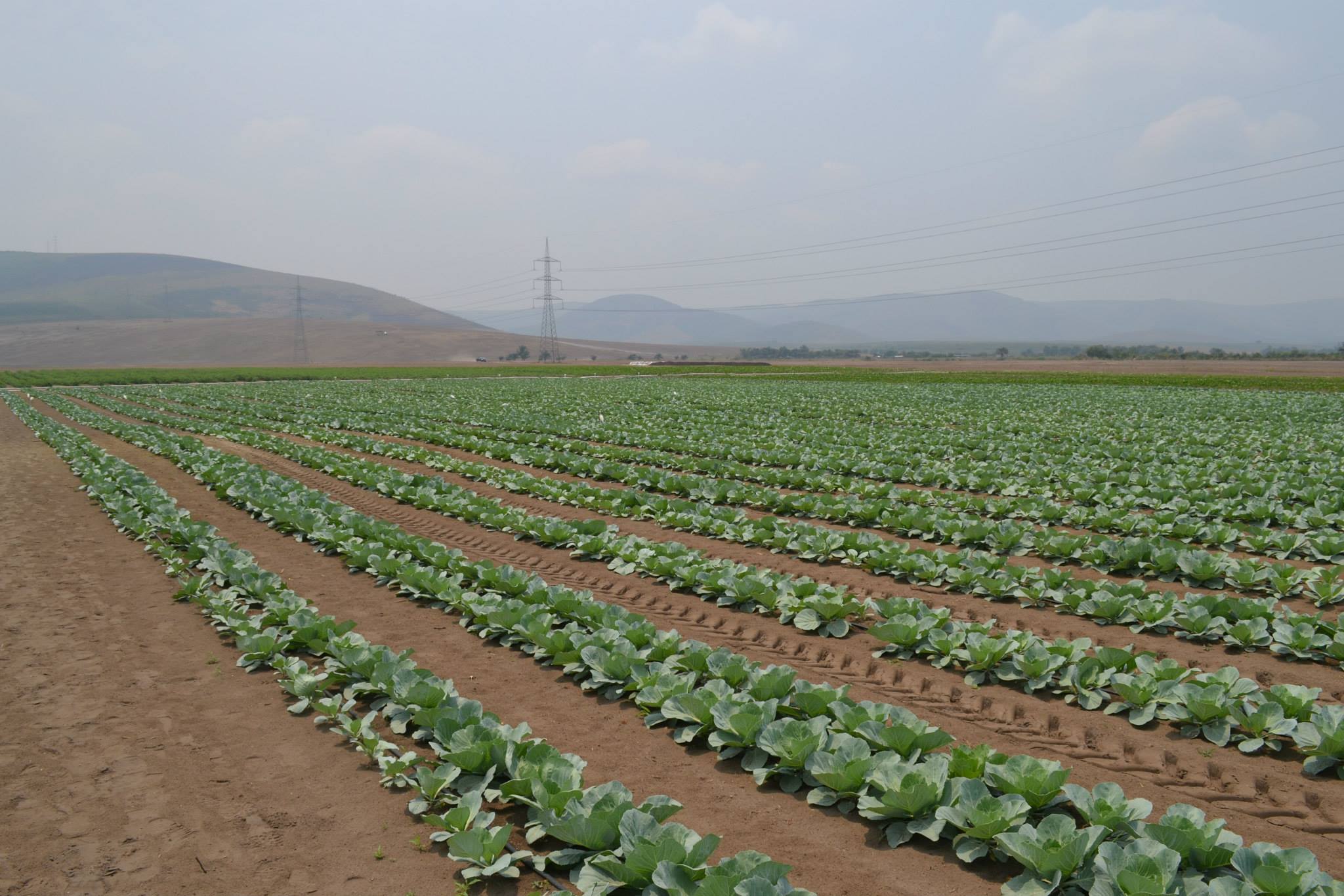 RDC – Agro-industrie – Kitoko Food