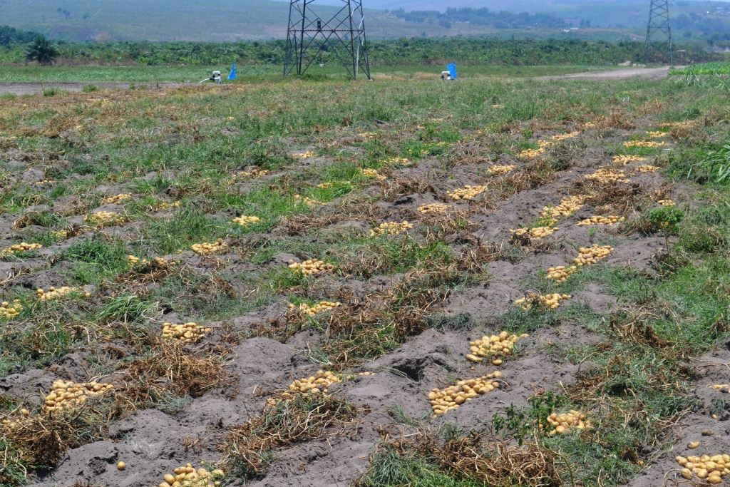 RDC – Agro-industrie – Kitoko Food