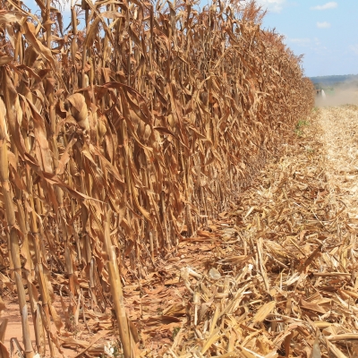 RDC – Agro-industrie – Terra SPRL