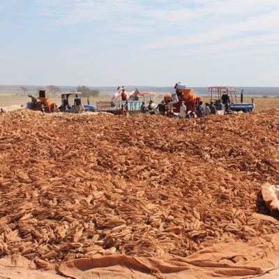 RDC – Agro-industrie – Terra SPRL